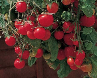 Rajče převislé Tumb Tom červené semínka 20ks - 2