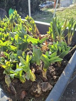 Prodám jarní květiny lilie - 2