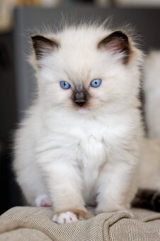 Hebká koťátka Ragdoll - odběr polovina června - 2