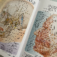 Netterův anatomický atlas, 7. vydání, rozšířené, CZ - TOP st - 2