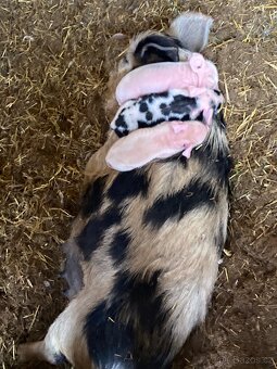 Kune Kune - 2