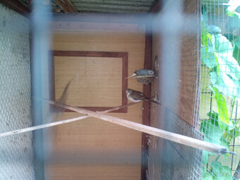 Probám - 2