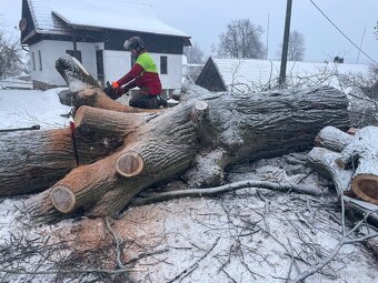 Kmen Jilmu, kulatina, strom KOUPÍM - 2