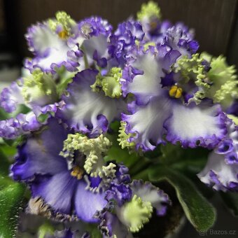 Fialka "curly", zakořeněný list - 2