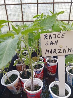 Doprodej sazenic rajčat a paprik - 2