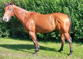 3 letý valach QH - 2
