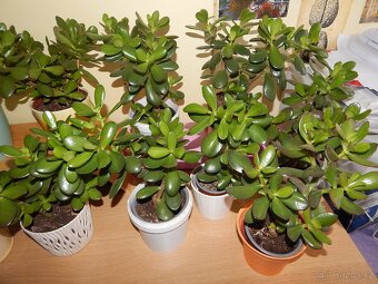 Tlustice pokojová rostlina (Crassula ovata) - 2