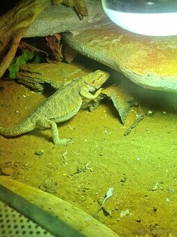 Adama vousata rezo×brown×red - 2