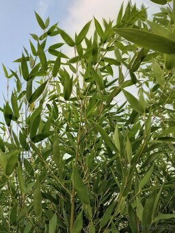 Mrazuvzdorný bambus - 2