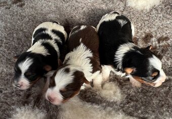 Biro a biewer, IHR rodokmen - 2