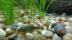 Akvarijní šnek (šneci) Okružák ale i jiné druhy - 2