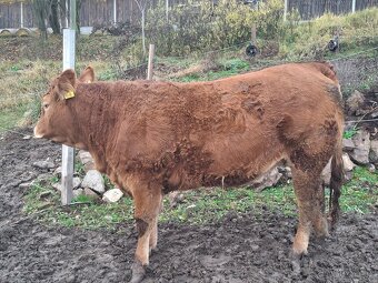 prodám jalovice limousin - 2