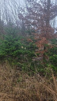 Vanoční Jedle kavkazská - 2