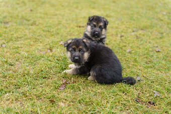 Štěňata - Německého ovčáka - 2