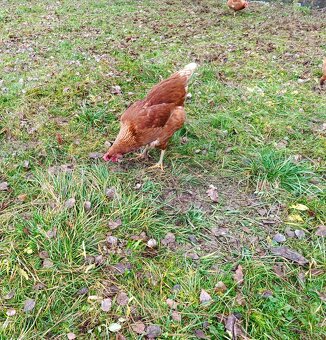 Domácí vajíčka - 2