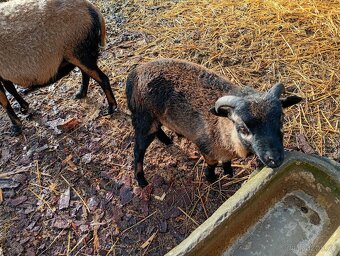 Kamerunský Beránek - 2