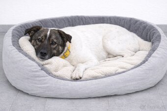 Peggy hledá domov - 2