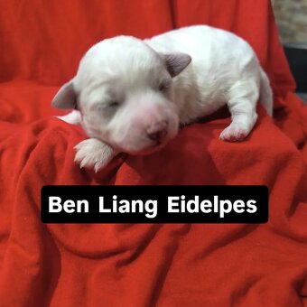 Prodám štěňátka Bišonka s PP - 2