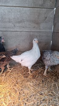 Dvě kuřičky z barevných vajec - 2