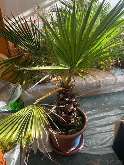 Vejirova palma (Washingtonia robusta) - 2