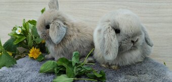 Miminka minilop beránků k rezervaci 🐰 - 2