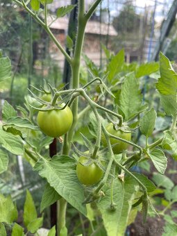 Rajčata venkovní  , černé , cherry, papriky venkovni - 2