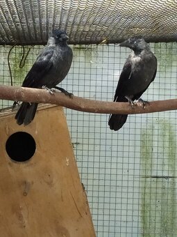 kavka obecná corvus monedula - 2