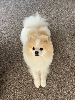 Pomeranian creme-sable ke krytí s PP a s bonitací - 2
