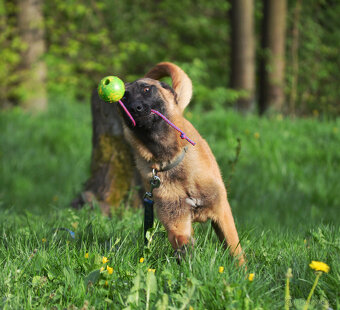 Belgický ovčák malinois s PP, super aktivní parťačka - 2