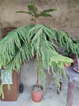 ARAUCARIA atraktivní pokojový jehličnan - 2