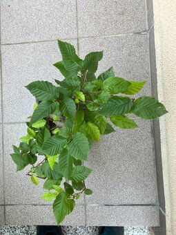 Bonsai, Bonsaj, jamadori, habr - 2