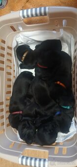 Labradorsky retriver s PP-šteňata - 2
