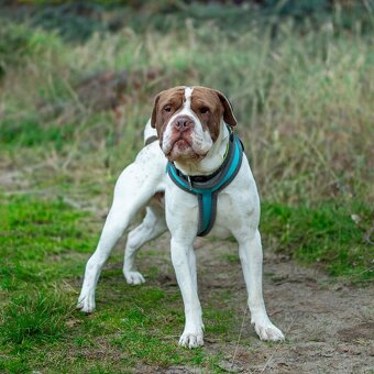 EROS K ADOPCI - přátelský, vděčný, čeká na anděla - 2