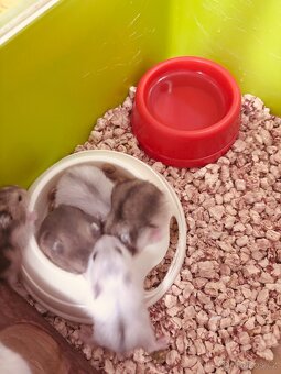 Křečík džungarský - 2