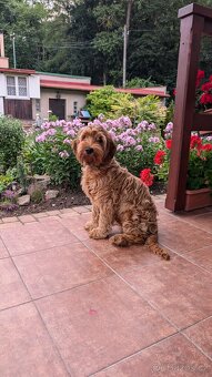 Nabízím ke krytí psa Bonnyho – Cockapoo - 2