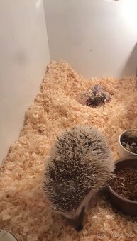 Ježek belobrichy - 2