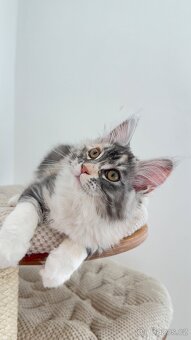 Kočička mainská mývalí s PP - 2