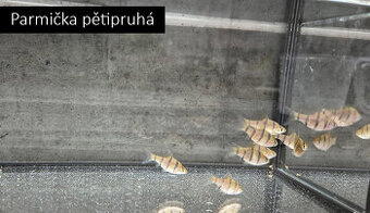 Parmičky, endlerky, pancéřníčci, ancistrusi - 2