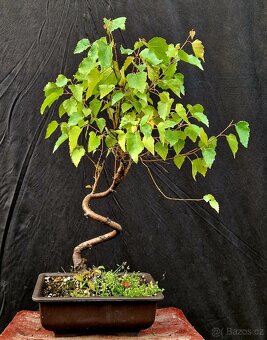 Bonsai, Bonsaj - Briza Belokora 3 - 2