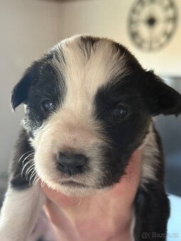 Borderkolie štěňátka fenky - 2