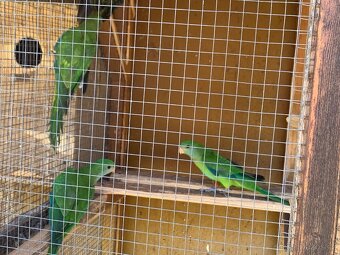 Papoušek nadherny - 2