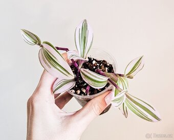 Tradescantia Nanouk - 2