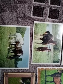 Prodám 12 starých nepoužitých pohlednic s koňmi - 2