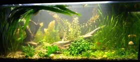 Růžkatec ponořený - Ceratophyllum demersum - 2