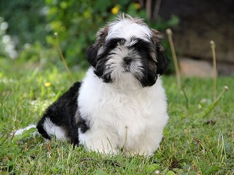 Shih-tzu, ši-tzu , shih tzu, ši-cu - štěňátka s PP FCI - 2