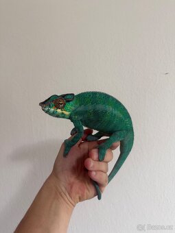 Furcifer pardalis - Chameleon pardálí - 2
