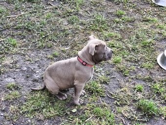 Americký pitbulterier pitbul pitbull - 2