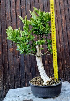 Bonsai, Bonsaj - Evonymus 1 - 2