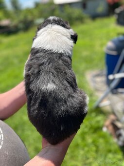 Border Kolie - 2