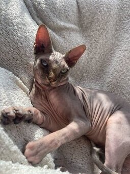 Roční kocourek Sphynx - 2